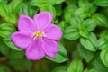 Cosmos pink flower Family Compositae Royalty Free Stock Photo