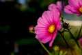 Cosmos pink flower Family Compositae.background nature flowers at garden. Daisy flower on blurred background.blooming Royalty Free Stock Photo