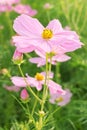 Cosmos pink flower Royalty Free Stock Photo