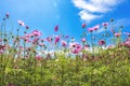 Cosmos pink flower Family Compositae Royalty Free Stock Photo