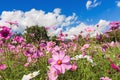 Cosmos pink flower Family Compositae Royalty Free Stock Photo