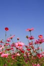 Cosmos pink flower in garden Royalty Free Stock Photo