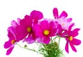 Cosmos pink flowers Royalty Free Stock Photo