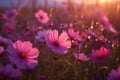 Cosmos pink flowers in the field in the morning Royalty Free Stock Photo