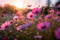 Cosmos pink flowers in the field in the morning Royalty Free Stock Photo