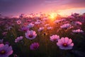 Cosmos pink flowers in the field in the morning Royalty Free Stock Photo