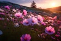 Cosmos pink flowers in the field in the morning Royalty Free Stock Photo