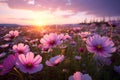 Cosmos pink flowers in the field in the morning Royalty Free Stock Photo