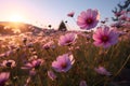 Cosmos pink flowers in the field in the morning Royalty Free Stock Photo