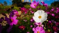 Cosmos Pink and white flower blooming on blue sky.Garden park floral landscape.nature eco environment concept.Floral bloom Royalty Free Stock Photo