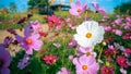 Cosmos Pink and white flower blooming on blue sky.Garden park floral landscape.nature eco environment concept.Floral bloom Royalty Free Stock Photo