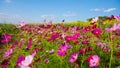 Cosmos Pink and white flower blooming on blue sky.Garden park floral landscape.nature eco environment concept.Floral bloom Royalty Free Stock Photo