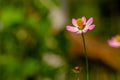 Cosmos plant with pink flowers with a yellow pistil tip, white center Royalty Free Stock Photo