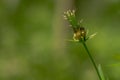 Cosmos plant with pink flowers with a yellow pistil tip, white center Royalty Free Stock Photo