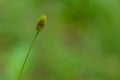 Cosmos plant with pink flowers with a yellow pistil tip, white center Royalty Free Stock Photo