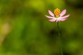 Cosmos plant with pink flowers with a yellow pistil tip, white center Royalty Free Stock Photo