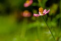 Cosmos plant with pink flowers with a yellow pistil tip, white center Royalty Free Stock Photo