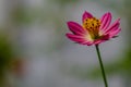 Cosmos plant with pink flowers with a yellow pistil tip, white center Royalty Free Stock Photo