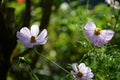 Cosmos Purity White Flowers