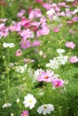 Cosmos at Showa Kinen Park Royalty Free Stock Photo