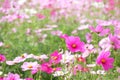 Cosmos at Showa Kinen Park Royalty Free Stock Photo