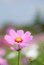 Cosmos at Showa Kinen Park Royalty Free Stock Photo