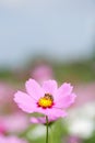 Cosmos at Showa Kinen Park Royalty Free Stock Photo