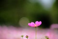 Cosmos at Showa Kinen Park Royalty Free Stock Photo