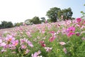 Cosmos at Showa Kinen Park Royalty Free Stock Photo