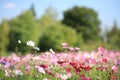 Cosmos at Showa Memorial Park Royalty Free Stock Photo