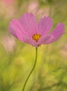 Cosmos Royalty Free Stock Photo