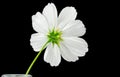 Cosmos sonata flower, back side Royalty Free Stock Photo