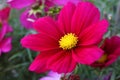 Cosmos Sonata Flowerfield pink red flower field Cosmos bipinnatus Royalty Free Stock Photo