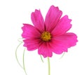 Cosmos Sonata Flowers Royalty Free Stock Photo