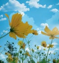 Cosmos sulfur flowers under the clear blue sky Royalty Free Stock Photo