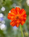 Fabulous Orange Cosmos Flower In Soft Focus Upward View Royalty Free Stock Photo
