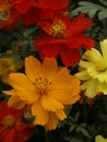 Cosmos sulphureus Brightness Mixed 04 Royalty Free Stock Photo