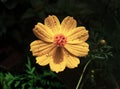 Cosmos Sulphureus Cav flower