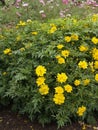 Cosmos Sulphureus Cosmic Yellow 02