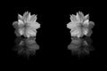 Cosmos sulphureus flower of black and white Royalty Free Stock Photo