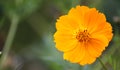 Cosmos sulphureus flower Royalty Free Stock Photo