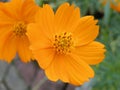 Cosmos sulphureus flower on a garden Royalty Free Stock Photo