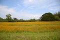 Cosmos sulphureus flower Royalty Free Stock Photo