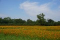 Cosmos sulphureus flower Royalty Free Stock Photo