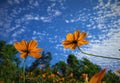 Cosmos Sulphureus flower under blue sky Royalty Free Stock Photo