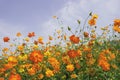 Cosmos sulphureus