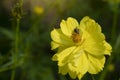 Cosmos sulphureus or mexican aster flower yellow Beautiful in the garden. Royalty Free Stock Photo