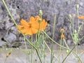 Cosmos Sulphureus orange in color with tree trunks and bees in the background