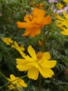 Cosmos Sulphureus Polidor Mixed 04 Royalty Free Stock Photo