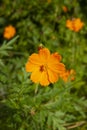 Cosmos sulphureus is a species of beautiful flowering plants, a decorative garden flower